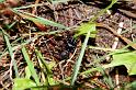 Atypus_affinis_D3163_Z_88_Gorp en Rovert_Nederland